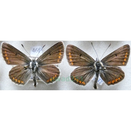 Aricia agestis (Denis & Schiffermüller, 1775) pair Modraszek agestis Czech46f